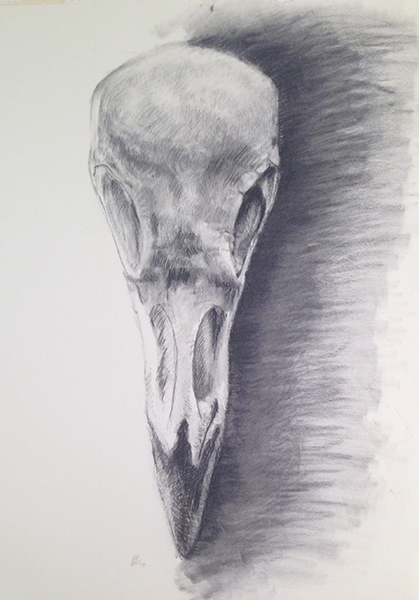 Crow Skull 2017